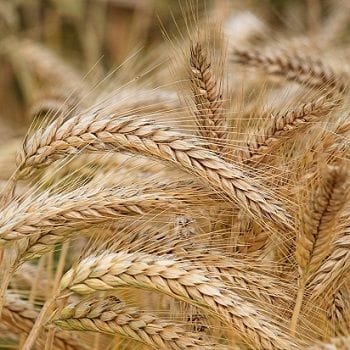 GrainCorp receives $2.4b takeover offer GrainCorp receives $2.4b takeover offer